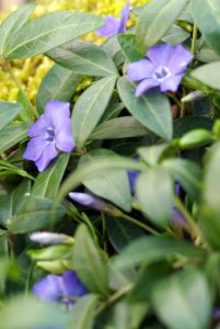 Immergrüne Bodendecker mit blumen