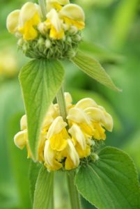 Immergrüne Bodendecker mit gelbe blumen