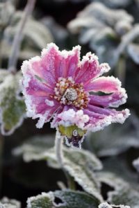 Winterfeste Pflanzen