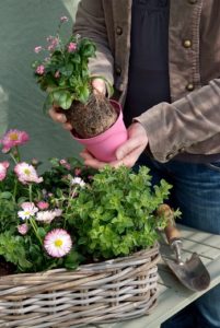 Stauden im Herbst pflanzen? Aber sicher!