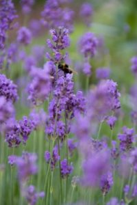Mit Lavendel lebt Ihr Garten auf