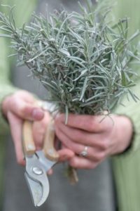 Mit Lavendel lebt Ihr Garten auf