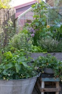 Einfacher Gemüsegarten mit Stauden