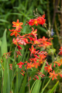 Beetpflanzen blumen