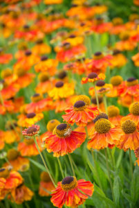 Beetpflanzen in feurigen Farben
