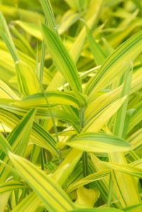 Garten Blattpflanzen