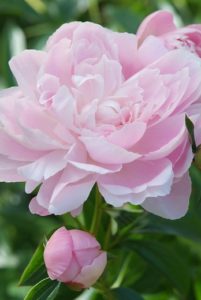 Die Top 10 der Pflückblumen