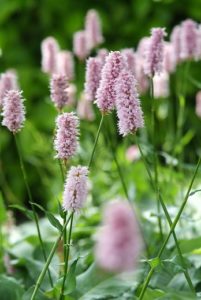 Die Top 10 der Pflückblumen