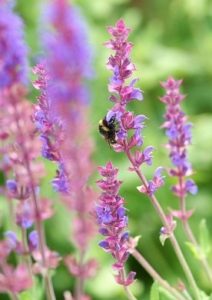 Gartenpflanzen