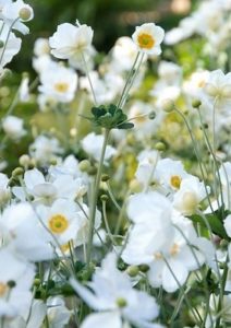 Gartenpflanzen