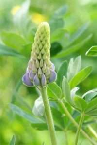 Attraktive Lupine