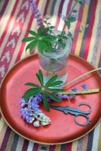 Attraktive Lupine