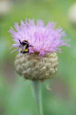 Verwandeln Sie Ihren Garten mit Stauden in eine Bienenwiese
