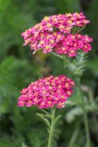 Achillea: unverzichtbar für jedes Beet