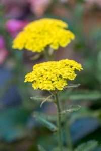 Achillea: unverzichtbar für jedes Beet