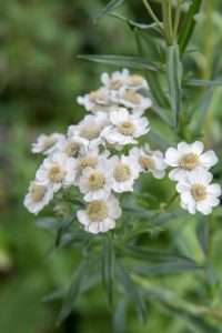 Achillea: unverzichtbar für jedes Beet