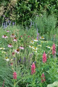 Stauden im Garten