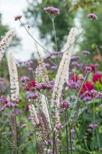 Stauden im Garten